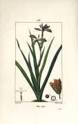 Iris (Pierre Jean Francois Turpin) - Muzeo.com