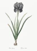Iris Luxiana (Pierre Joseph Redouté) - Muzeo.com