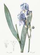 Iris Pallida (Pierre Joseph Redouté) - Muzeo.com