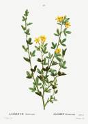Jasminum fruticans (Pierre Joseph Redouté) - Muzeo.com