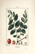 Jujubier (Pierre Jean Francois Turpin) - Muzeo.com