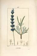 Lavender aspic - Lavender (Pierre Jean Francois Turpin) - Muzeo.com