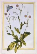L'Erigeron de Philadelphie (Pierre-Joseph Buchoz) - Muzeo.com