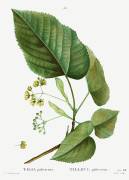Lime tree (Pierre Joseph Redouté) - Muzeo.com