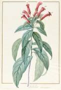 Lobelia Surinamensis (Pierre Joseph Redouté) - Muzeo.com