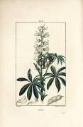 Lupin - White lupin (Pierre Jean Francois Turpin) - Muzeo.com