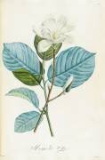 Magnolia yulan (Pierre Joseph Redouté) - Muzeo.com