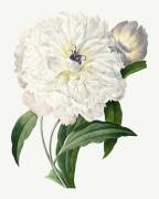 Paeonia flagrans (Pierre Joseph Redouté) - Muzeo.com