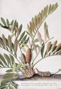 Palma Americana (Georg Dionysius Ehret) - Muzeo.com