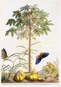 Papaya (Georg Dionysius Ehret) - Muzeo.com