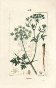 Parsley - Garden parsley (Pierre Jean Francois Turpin) - Muzeo.com
