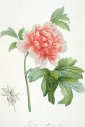 Peony (Pierre Joseph Redouté) - Muzeo.com