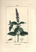 Peppermint (Pierre Jean Francois Turpin) - Muzeo.com
