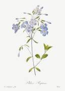 Phlox reptans (Pierre Joseph Redouté) - Muzeo.com