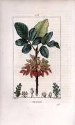 Pistachier (Pierre Jean Francois Turpin) - Muzeo.com