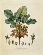 Pistachio (Pierre Jean Francois Turpin) - Muzeo.com