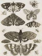 Planche d'insectes (anonymous) - Muzeo.com