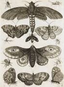 Planche d'insectes (anonymous) - Muzeo.com