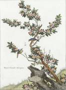 Plante chinoise (aubépine) (Louis de Chastillon) - Muzeo.com