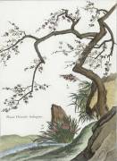 Plante Chinoise (aubépine) (Louis de Chastillon) - Muzeo.com