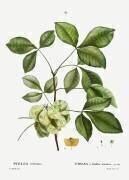 Ptelea (Pierre Joseph Redouté) - Muzeo.com