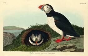 Puffin (John James Audubon) - Muzeo.com