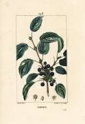Purgative buckthorn (Pierre Jean Francois Turpin) - Muzeo.com