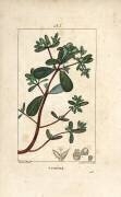 Purslane (Pierre Jean Francois Turpin) - Muzeo.com