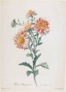 Queen-Daisy (Gérard van Spaendonck) - Muzeo.com