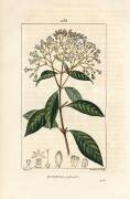 Quinquina (Pierre Jean Francois Turpin) - Muzeo.com