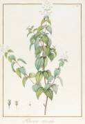 Rhexia Pendulifolia (Pierre Joseph Redouté) - Muzeo.com