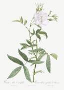 Rosa Alba Cimbaefolia (Pierre Joseph Redouté) - Muzeo.com