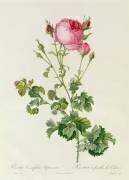 Rosa Centifolia Bipinnata (Pierre Joseph Redouté) - Muzeo.com