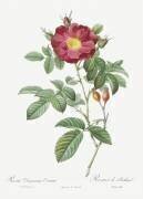 Rosa Damascena Coccina (Pierre Joseph Redouté) - Muzeo.com