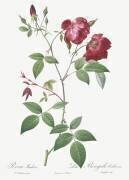 Rosa Indica (Pierre Joseph Redouté) - Muzeo.com