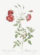 Rosa Indica Sertulata (Pierre Joseph Redouté) - Muzeo.com