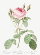 Rosa muscosa multiplex (Pierre Joseph Redouté) - Muzeo.com