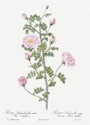 Rosa Pimpinellifolia (Pierre Joseph Redouté) - Muzeo.com