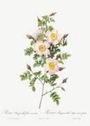 Rosa Pimpinelli-Folia Inermis (Pierre Joseph Redouté) - Muzeo.com