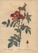 Rosa rubrifolia (Jean-Baptiste Chapuy) - Muzeo.com