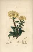 Rosage (Pierre Jean Francois Turpin) - Muzeo.com