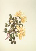 Rose : Chinois (Georg Dionysius Ehret) - Muzeo.com
