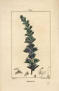 Rosemary (Pierre Jean Francois Turpin) - Muzeo.com