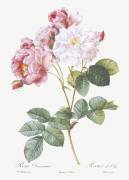 Rosier de Cels (Pierre Joseph Redouté) - Muzeo.com