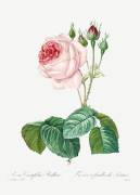 Rosier à feuille de laitue (Pierre Joseph Redouté) - Muzeo.com