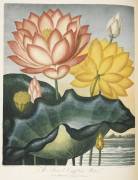 Sacred Egyptian bean (Robert John Thornton) - Muzeo.com