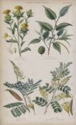 Safflower, Fustic, Brasilwood, Logwood (W. Fitch) - Muzeo.com
