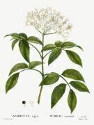 Sambucus (Pierre Joseph Redouté) - Muzeo.com