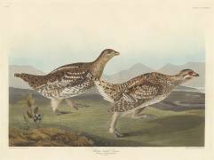 Sharp-tailed Grous (John James Audubon) - Muzeo.com