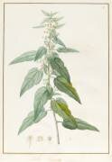 Sida Pulchella (Pierre Joseph Redouté) - Muzeo.com